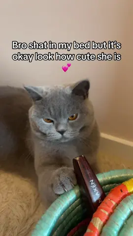 My baby can never do anything wrong #kitty #ilovemygf #foryou 