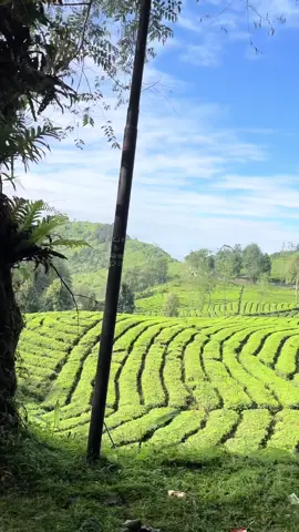 Ciwidey lagi ciwidey lagi, emang gak pernah bosen sama keindahan nya😍😍😍😍 #ciwidey #rancabali #kebunteh #indah 