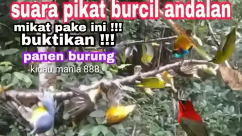 suara pikat burcil andalan bagi pemikat kebun #suarapikatburungkecil #pulutburungsuperlengket #penghobiburungkicau #