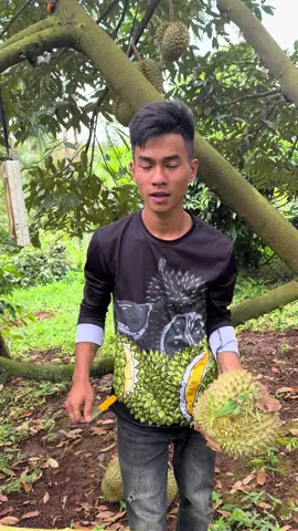 Sầu riêng bị chín trong… #saurieng #47daklak #xuhuongtiktok 