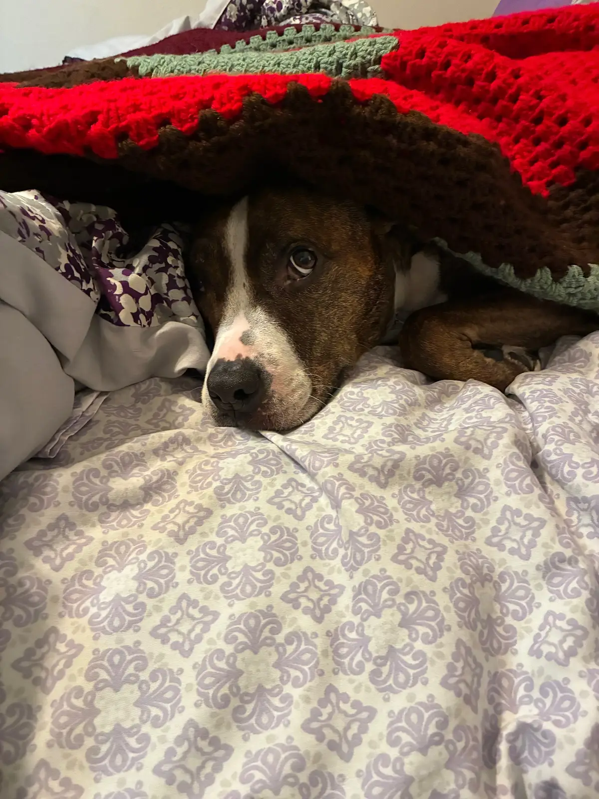 This big bundle joy came in and absolutely captured our hearts. He is a big old baby who sometimes act aloof but I know who loves unconditionally. Love you Cardi Belle! 