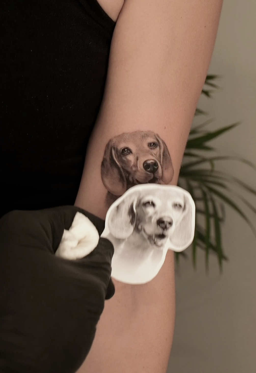 #beagle piece! Book your pet portrait tattoo today! #dogtattoo #pettattoo #beaglesoftiktok #dog