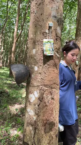 เป็นงานที่อิสระ แถมรายได้ดีอีกต่างหาก  🥰🌳✨ #ระบบเจาะlet_flow #บ้านสวนภานุภัทร #เจาะยางพารา #แก๊สเอทิลีน #ยางพารา  