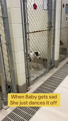 #wcjcanimalshelter #animalsoftiktok #rescue #easttennessee #johnsoncitytn #animalshelter #shelterdogsoftiktok 