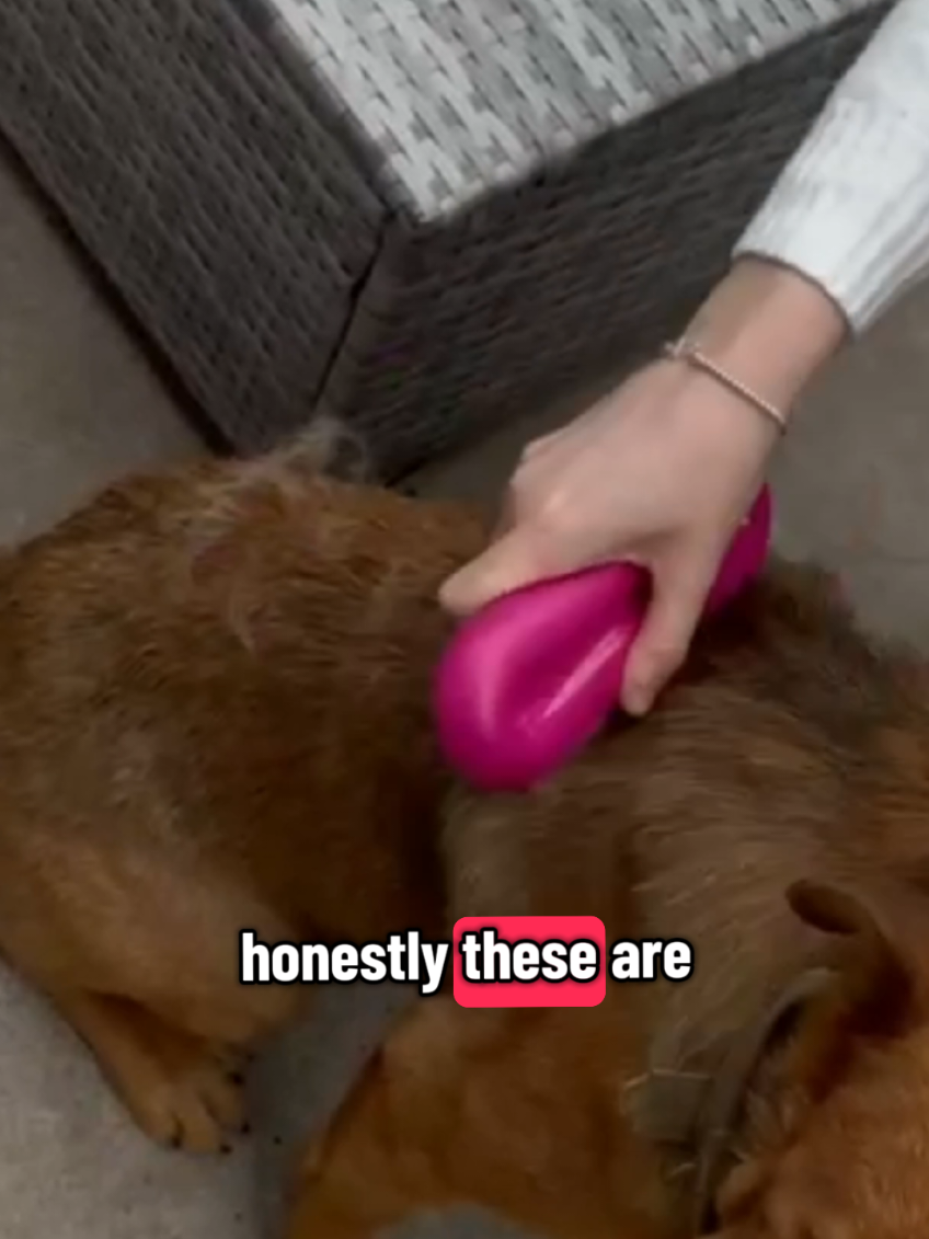 🐾 Say goodbye to endless pet hair! The Groomi Deshedding Tool makes grooming quick, easy & mess-free 🙌 Perfect for cats & dogs, it removes loose hair, dirt & dander without pulling or hurting 🐶🐱 ✨ Gentle on skin ✨ Reduces shedding instantly ✨ Keeps your home cleaner Your furry friend will love it & so will your sofa! 🛋️💖 #PetCare #SheddingSolution #TikTokMadeMeBuyIt #PetParents #groomi 