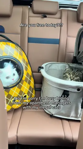 It's fictional😂 #cute #cat #catsoftiktok 