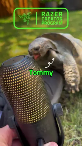 This month, the Razer Content Creator Program is spotlighting @phatonions - a creative force taking things to the next level with his star, Tommy the turtle. From singing to some funny behind-the-scenes moments, this dynamic duo proves creativity comes in all shapes and sizes. Got what it takes to stand out? Apply now to the Razer Content Creator Program and show the world what you’ve got! 👉 Link in bio.