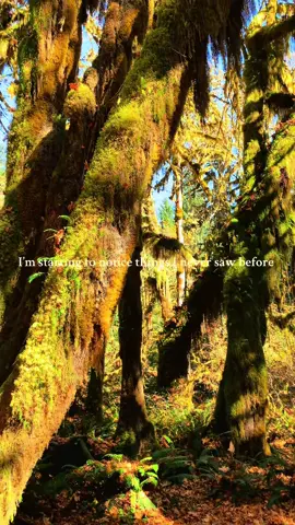The art of noticing  #Hiking #nationalpark #nps #pnw #theartofnoticing 