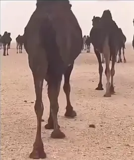 #المجاهيم_ندر_البل #اكسبلور #شوله 