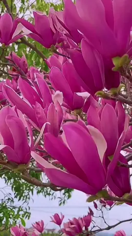 Mộc lan – đẹp như một giấc mơ đầu mùa ##hoamoclan #magnolia #cayhoadep #tiktokvietnam #depnhudieuban