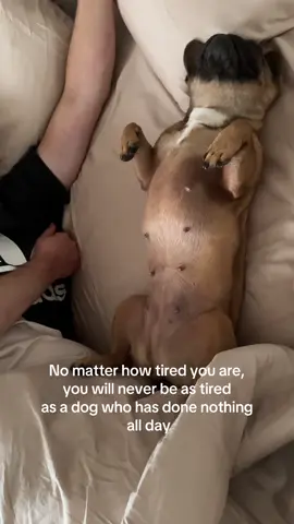 PawChamp dog training app helps channel that energy before the nap📲 #dogsoftiktok #doglover #dogtok #puppies #dogmeme 