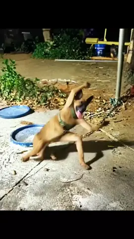 mấy anh ngon thì bá vô bá vô 🤣🤣🤣 #dog #xuhuongtiktok #funny #viral #xh #hieunghiaofficial #trending #xuhuong #slay