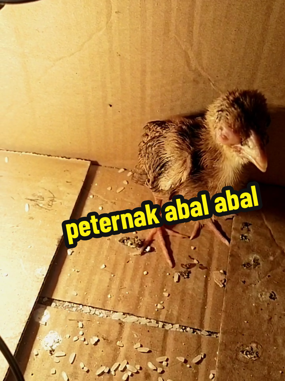 peternak abal abal #foryou #ayam #fyp #fyppppppppppppppppppppppp 
