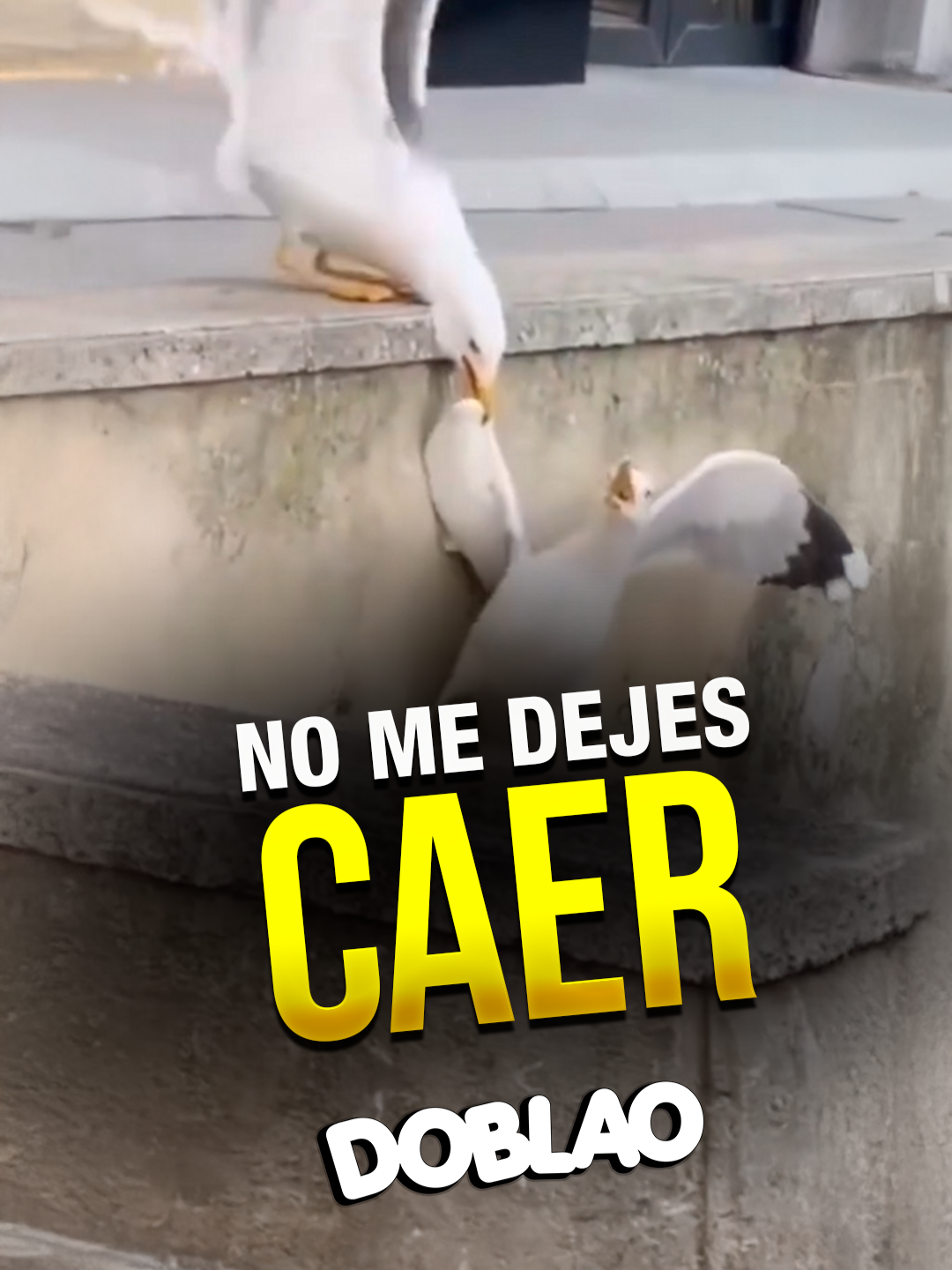 No me dejes CAER #Doblao #Estadoblao #animales