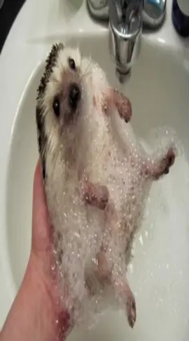 #hedgehog#hedgehogs 