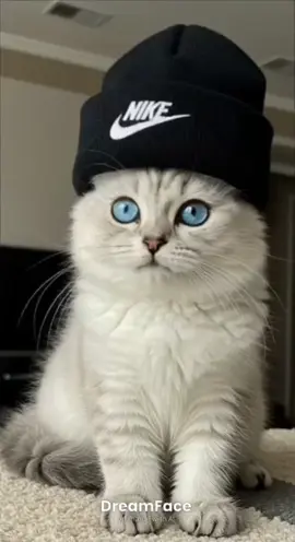 #gatofeliz #gatostiktok #gatofofo #gatoengracado #gatolindo 