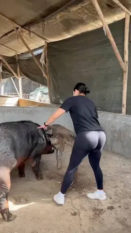 Bello Cerdo  #baile #pig #baile #fypシ゚ #cerdo 
