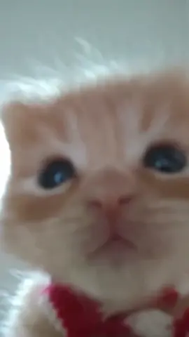 It’s me hi 👋 #cat #cute #catbaby #kitten 