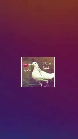 الكم عمي #تصاميم_فيديوهات🎵🎤🎬 #الشعب_الصيني_ماله_حل😂😂  #fypシ゚ #fypシ゚ #تصاميم_فيديوهات🥺💞 
