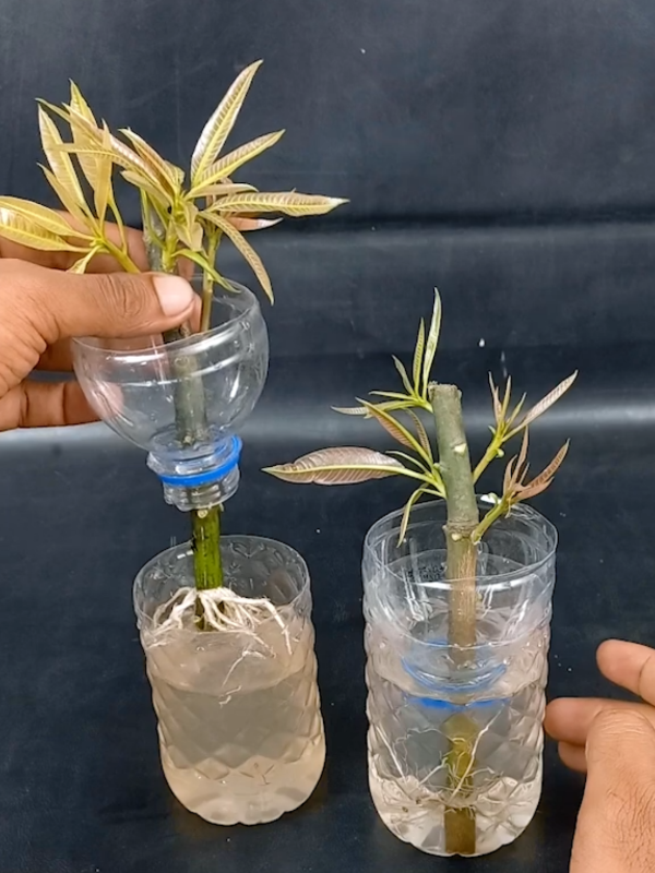 #Stem #plants #mango #tree 
