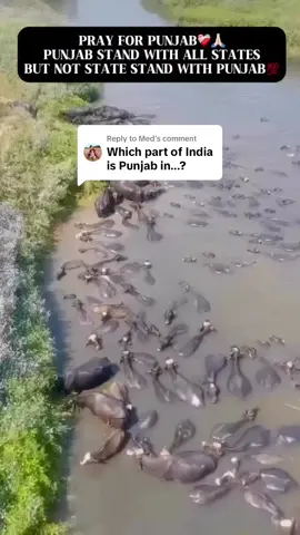 Replying to @Med #india#punjab#biggest#flood#amritsar#hoshiarpur#ludhiana#Mansa#barnala 