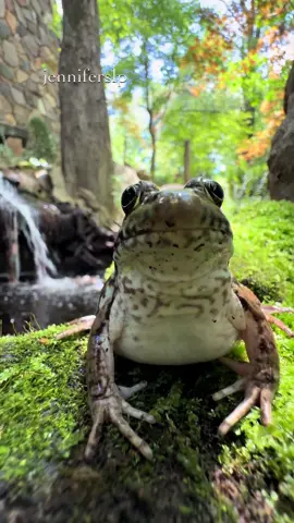 A froggy hello #hi #hello #froggy #frog 