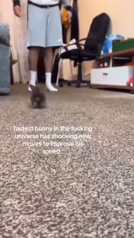 all these videos make me want a bunny so bad ive only ever had one in my whole life and it gone.. #spirituality 