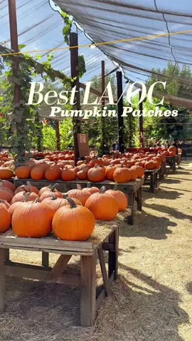 Pumpkin Season is almost here. Save this list for your fall adventures!  These definitely are not all the pumpkin patches available in the Area. These are just my favorites. Drop your favorite below if you’d like to share!  Mr. Bones - Opens October 4th  10100 Jefferson Blvd, Culver City, CA 90232 Pas pumpkin patch - Opens September 27th 500 Lakewood Center Mall, Lakewood, CA 90712 Deluca farm - TBD  903 S Western Ave, San Pedro, CA 90732 Underwood family farms - Opens September 27th (technically Ventura county but I didn’t want to leave this one out! ☺️)  3370 Sunset Valley Rd, Moorpark, CA 93021 Pumpkin city - Opens October 1st 24203 Avenida De La Carlota Tanaka farms - Opens September 13  5380 3/4 University Dr, Irvine, CA 92612 Hana field - Opens September 27  427 Anton Blvd, Costa Mesa, CA 92626 Irvine  Park railroad - Opens September 13th  1 Irvine Park Rd, Orange, CA 92869 Shawn’s pumpkin patch - TBD  3443 S Sepulveda Blvd, Los Angeles, CA 90034 Tapia Brothers - TBD  5251 Hayvenhurst Ave, Encino, CA 91436 El Dorado Frontier - TBD  7550 E Spring St, Long Beach, CA 90815 #PumpkinPatch #FallVibes #SoCal #LosAngeles #orangecounty 