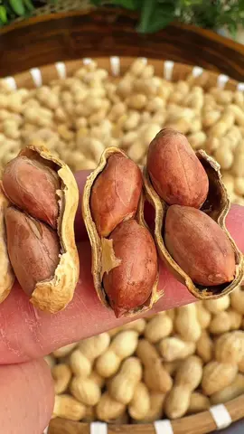 Đậu phộng rang sữa thơm ngon, giòn beo #dauphong #lacrang #dauphongrangsua #dauphongrangsuanguyenvo #khatrainghiem 