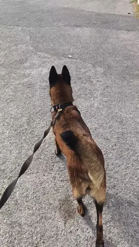 #fyy #malinois #dog 