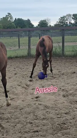 trying to keep the foals distracted from being weaned. #distracted #foalsoftiktok #weaning #playtimefun #foalsof2025