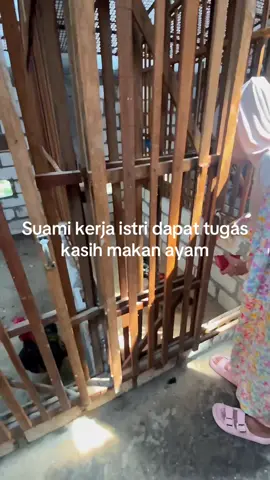 #semuaorang #peternakmuda #viral #penghobiayam #CapCut 