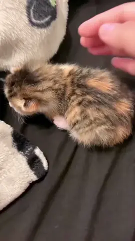 Angry Little Kittens 😾😂🐾💕 #AngryKittens #CuteCats #funnycats #catsOftiktok #Cuteandfunny