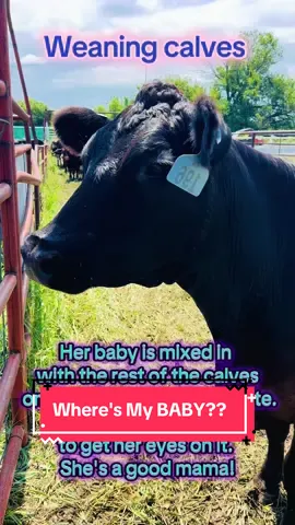 We are weaning calves. Her baby is mixed in with the other others on the other side of that gate. She is way more concerned about her baby than what the other mamas are.  ##weaningcalves##farmlife##cattle##kansas##calves