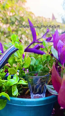 أجمل الناس ... الذى يزرع فى قلبك راحة أنت لم تطلبها .. ويصنع لك فى لحظاتك المتعبة إبتسامة أنت بحاجة لها .. ويرسم لك صورة جميلة تمحى آثار السلبية فى واقعك المؤلم .. ويهديك الأمان والفرح ... فيعلمك أن خير المحبة عطاء دون مقابل .#🥀 #💔💔 #اكسبلورexplore❥🕊 #ترندات #tiktok 