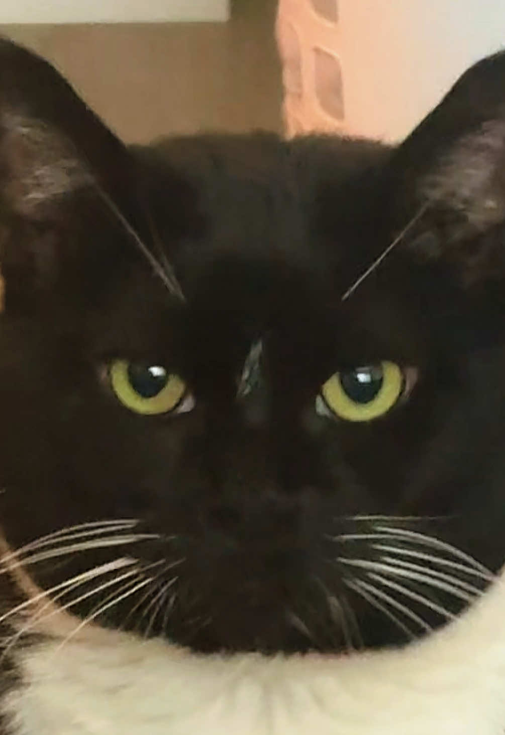 Don’t let big mama see, she’ll demand more 🐈‍⬛  #cats #attentionwhore #fyp #trending 
