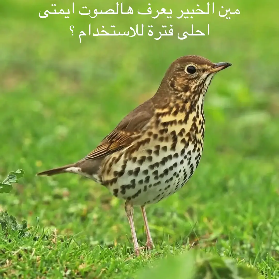 #hunterxhunter #hunting صيد #سمن #الملكة#
