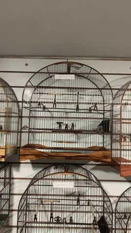 Gaiola Super Luxo Torneio n6 Muiracatiaia  a pronta entrega na Loja universo do curio e cia / rua Cristiano Viana 1136 próx metrô Sumaré / Wat zap 11 94623-0101 