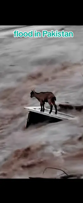 flood in Pakistan 2025 #earthquake #flood #viral #fyp #pakistan 