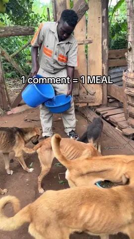 #animalslover #dogloversfeed #doglover 