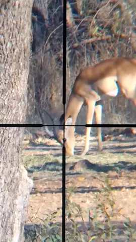 🦌 The Impala — Africa’s graceful icon. Swift, alert, and ever-watchful, the impala is one of the bushveld’s most challenging and rewarding hunts. Known for their sharp senses and lightning-fast reflexes, they demand patience, skill, and precision from every hunter. This hunt is never just about the moment of the shot — it’s about the hours of tracking, the quiet stalk, and the deep respect for such an elegant animal. 📍 By JagveldHuntingZA, we honour the impala as a true symbol of African hunting tradition. #JagveldHuntingZA #ImpalaHunt #BushveldTradition #RespectTheWild #TrueHunterSpirit 