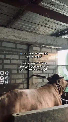 #berkahtahufarm #fypage 