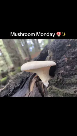 Starting the week with a little forest magic 🌲 #MushroomMonday #mountain #ForestFinds #Nature #ForYou
