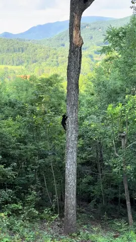 Wait for me Mama! 🐻🪾#northgeorgiamountains #bears #bearcub #mountain #bearneccesites 
