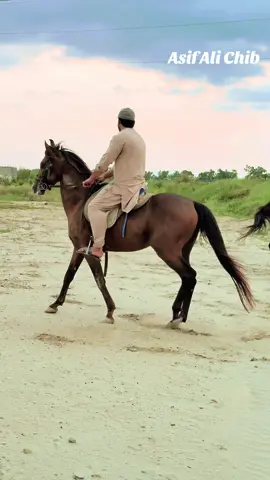 Khan Jamshed Stud farm Attock #horseriding #punjab #horsesoftiktok @Khan khizar🇵🇸 