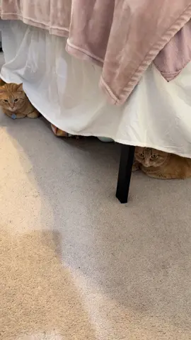 Cheese froze??? #orangecats #macandcheesethecats #cats #orangecatsoftiktok #macaroniandcheesethecats 