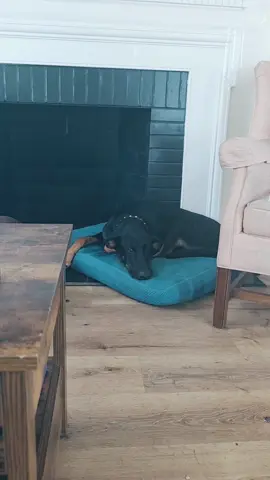 #doberman #dogsoftiktok 