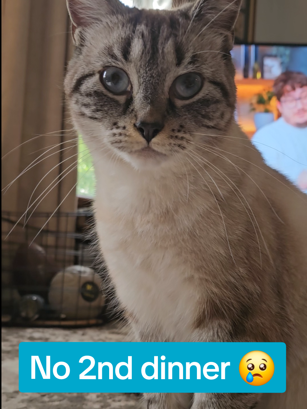 Then she got smothered with kisses afterwards for being a good sport with filming her haha  #kittykisses #catsoftiktok #catlover #lynxpointsiamese #cats 