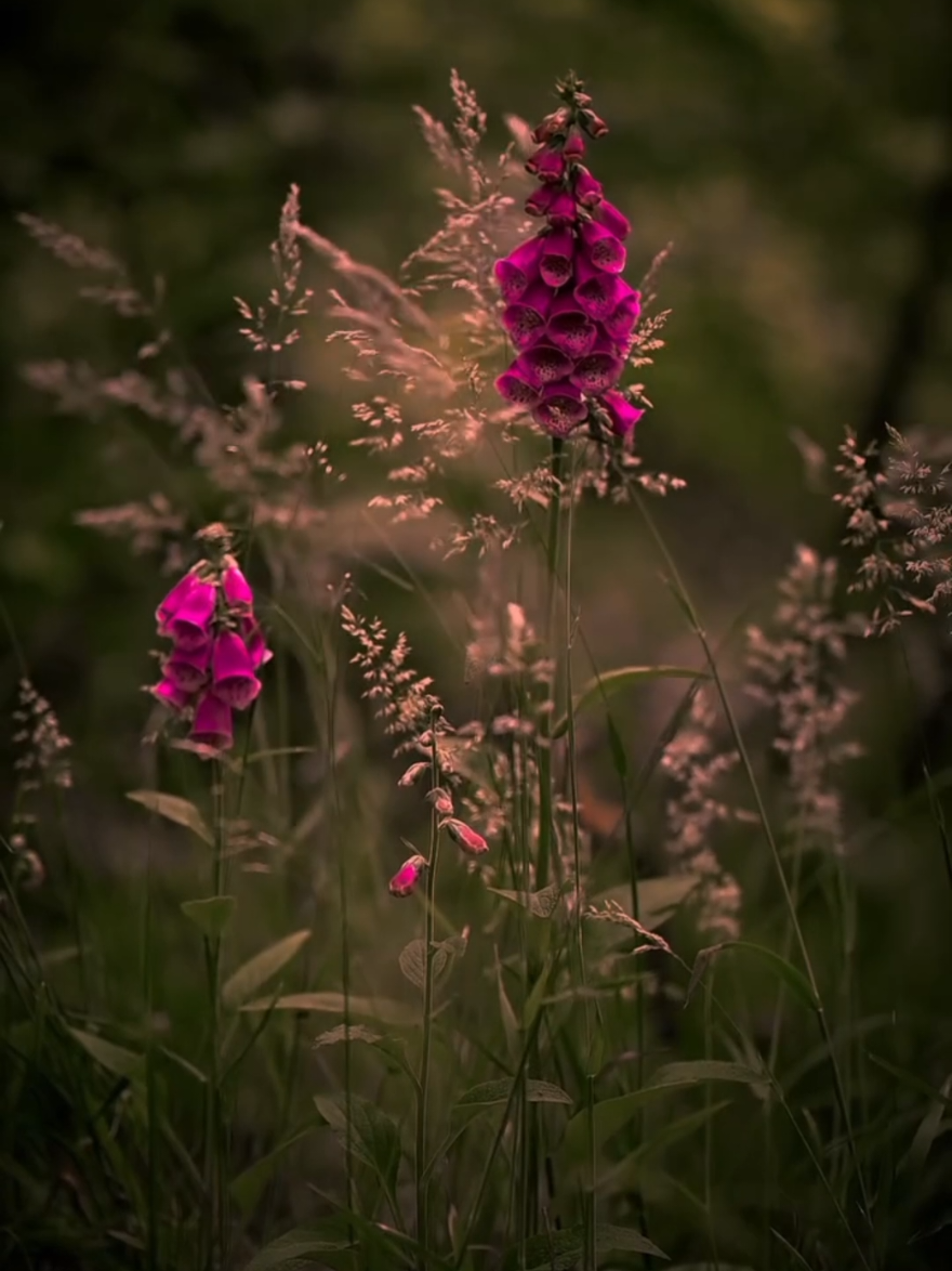 #flowers #naturebeauty #relaxing #videobackground #foryou 