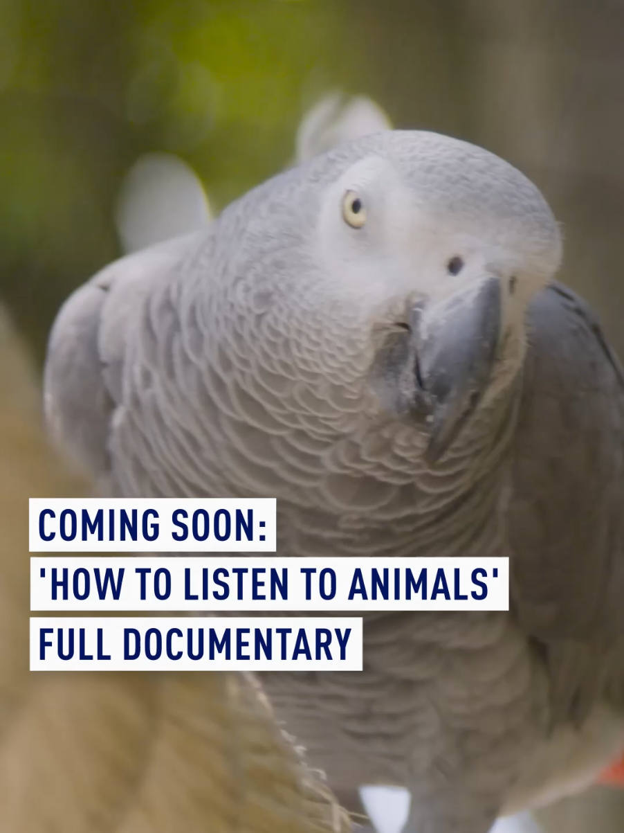 COMING SOON 🎥 ‘How to Listen to Animals: Designing Technology for a Multispecies World’ If animals could talk to us, would they? While humans have learned to adapt to the rapid pace of technological growth, little is known of how the natural world responds. CGTN Europe explores the groundbreaking work of scientists researching Animal Computer Interaction (ACI) - and whether technology can help bridge the communication gap between us and the animal kingdom. #Animals #AnimalDocumentary #WildlifeDocumentary #Wildlife #AnimalKingdom @Whipsnade Zoo @London Metropolitan University @Battersea Zoo @noahsarkzoobristol   